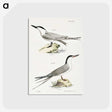 2-57_Zoology-of-New-York_postcard