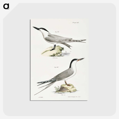 マシュターナ (マシュターナ) - ニューヨークの動物学 Postcard.