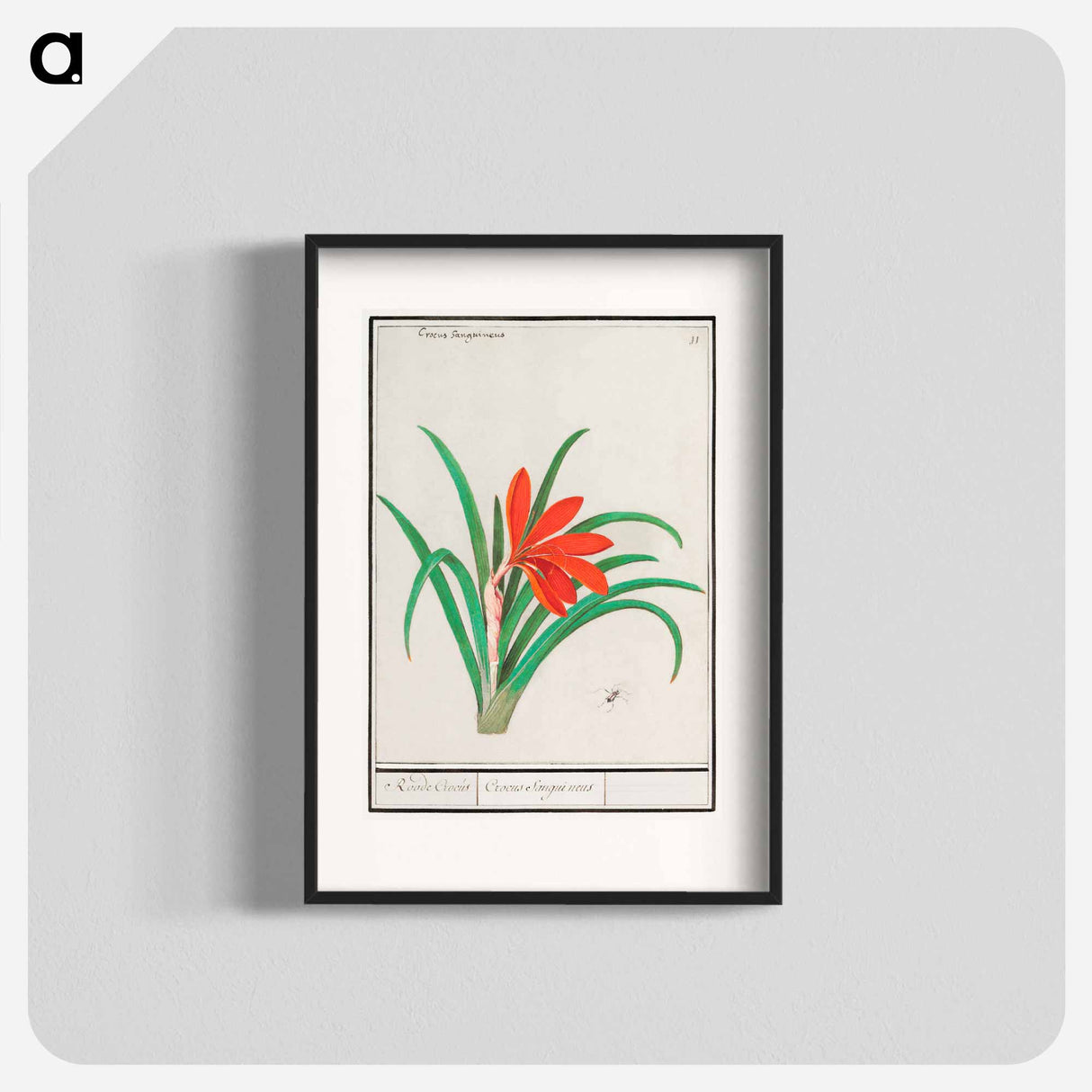 Red crocus - アンセルムス ボエティウス デ ブート Poster.