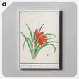 2-58_Anselmus-Boetius-de-Boodt_canvas