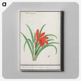 2-58_Anselmus-Boetius-de-Boodt_canvas