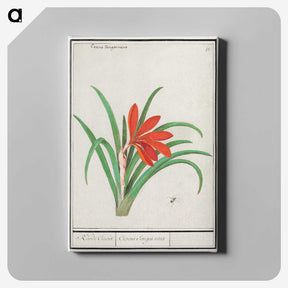 2-58_Anselmus-Boetius-de-Boodt_canvas