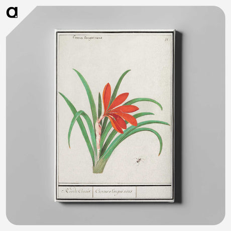 2-58_Anselmus-Boetius-de-Boodt_canvas