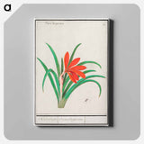 Red crocus - アンセルムス ボエティウス デ ブート Canvas.
