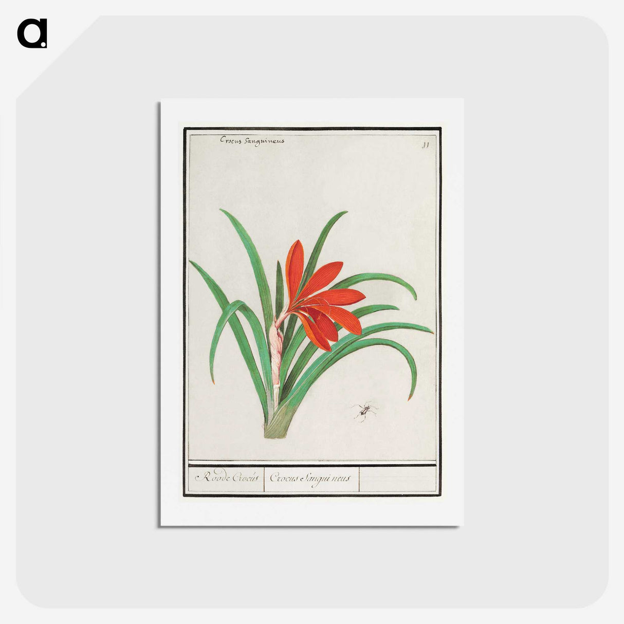 2-58_Anselmus-Boetius-de-Boodt_hagaki