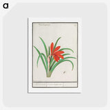 2-58_Anselmus-Boetius-de-Boodt_hagaki