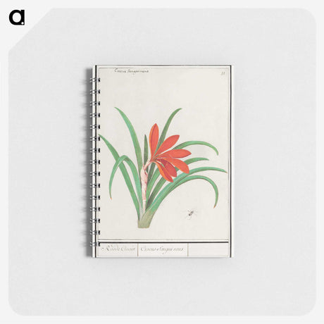 2-58_Anselmus-Boetius-de-Boodt_memo