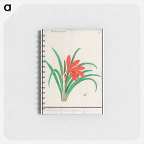 アートメモ帳-Red crocus - アンセルムス ボエティウス デ ブート Memo.
