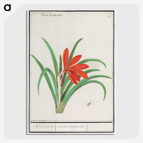 2-58_Anselmus-Boetius-de-Boodt_picture-crop