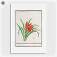 2-58_Anselmus-Boetius-de-Boodt_picture