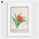Red crocus - アンセルムス ボエティウス デ ブート Poster.