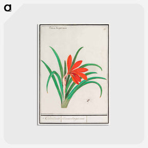 アートポストカード-Red crocus - アンセルムス ボエティウス デ ブート Postcard.