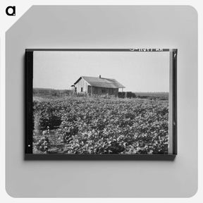 2-58_Dorothea-Lange_canvas