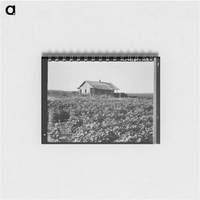 アートメモ帳-Aldridge Plantation - ドロテア ラング Memo.