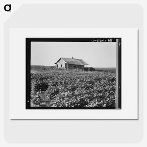 2-58_Dorothea-Lange_picture