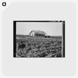 2-58_Dorothea-Lange_postcard