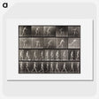 2-58_Eadweard-Muybridge_picture