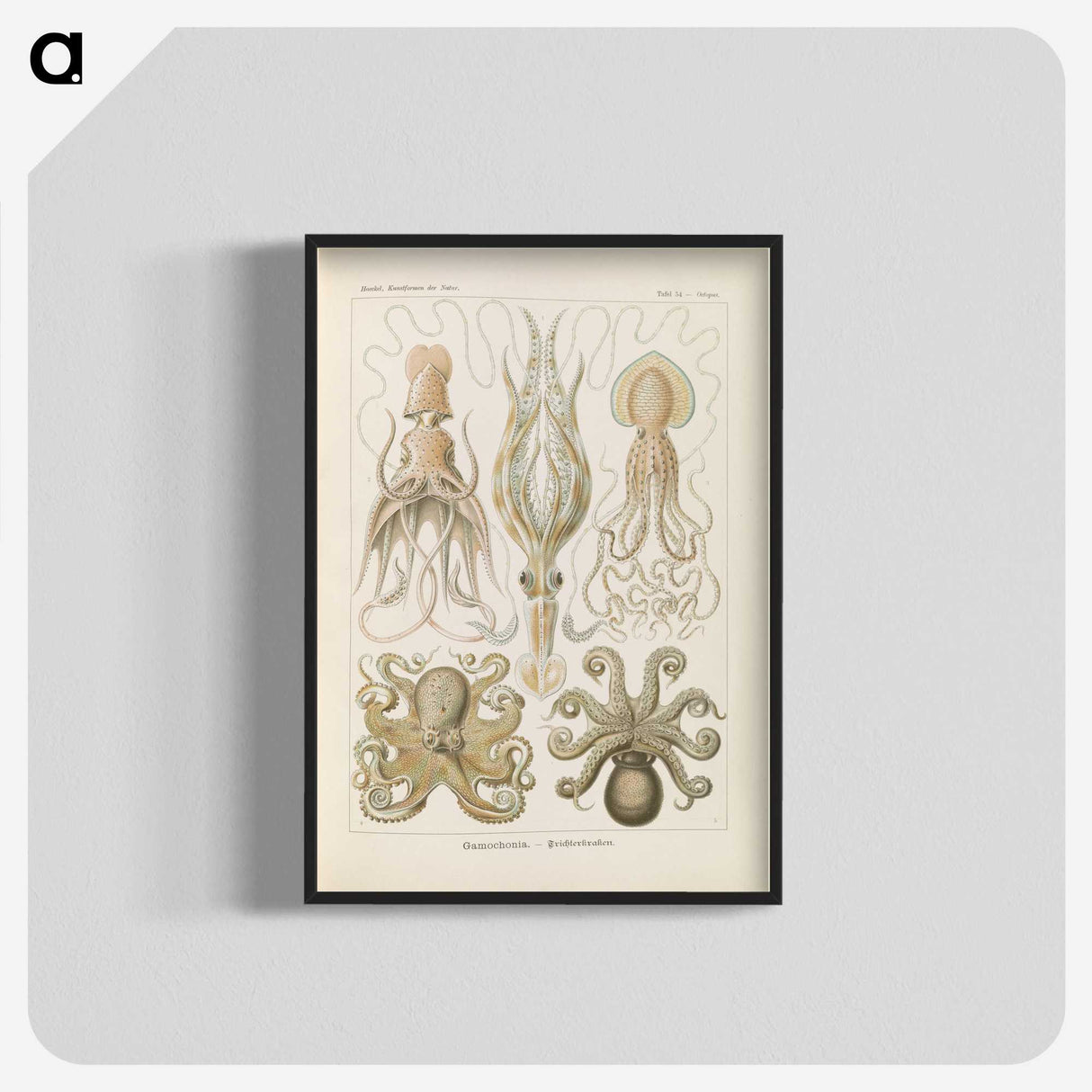 2-58_Ernst-Haeckel_blk-crop
