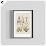 2-58_Ernst-Haeckel_blk
