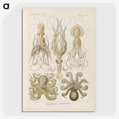 2-58_Ernst-Haeckel_picture-crop