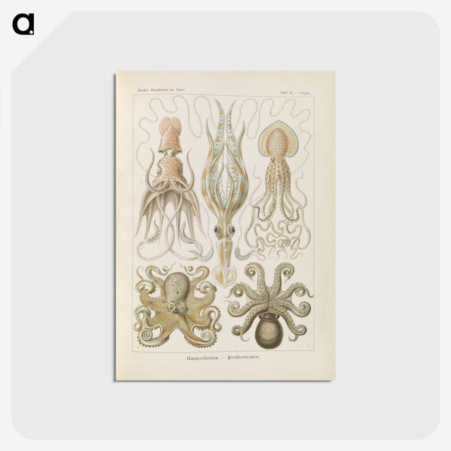 2-58_Ernst-Haeckel_postcard