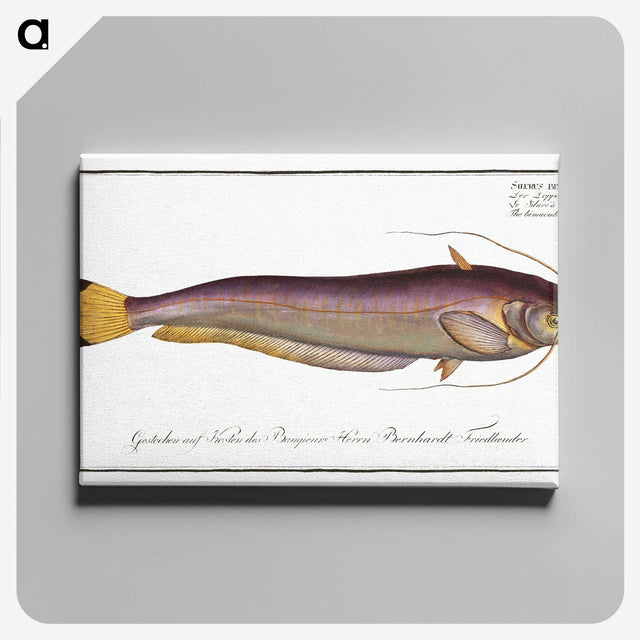 2-58_Ichtyologie-ou-Histoire-naturelle_canvas