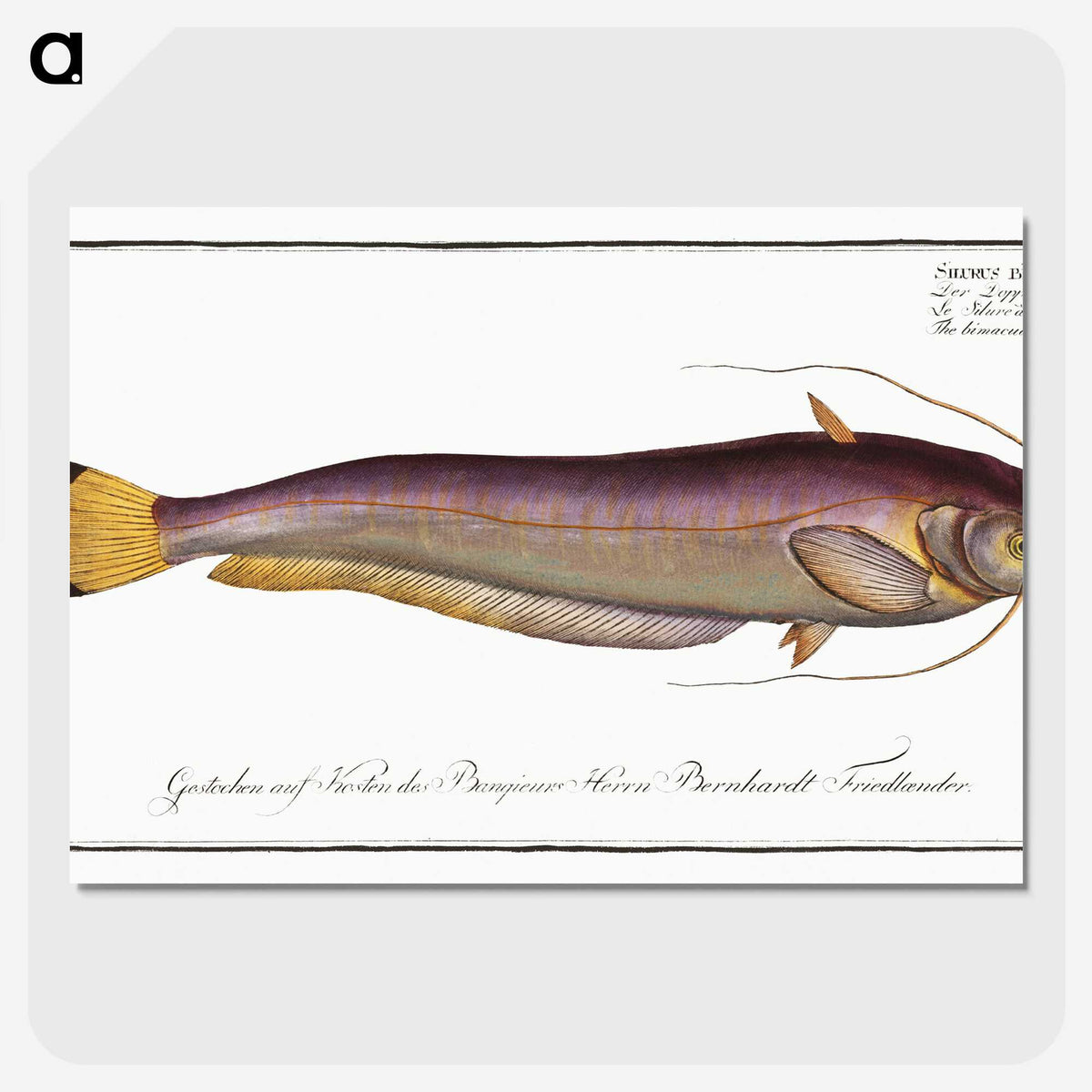 2-58_Ichtyologie-ou-Histoire-naturelle_picture-crop