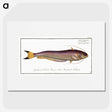 2-58_Ichtyologie-ou-Histoire-naturelle_picture
