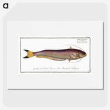 2-58_Ichtyologie-ou-Histoire-naturelle_picture