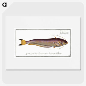2-58_Ichtyologie-ou-Histoire-naturelle_picture