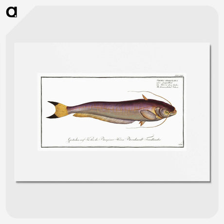 2-58_Ichtyologie-ou-Histoire-naturelle_picture