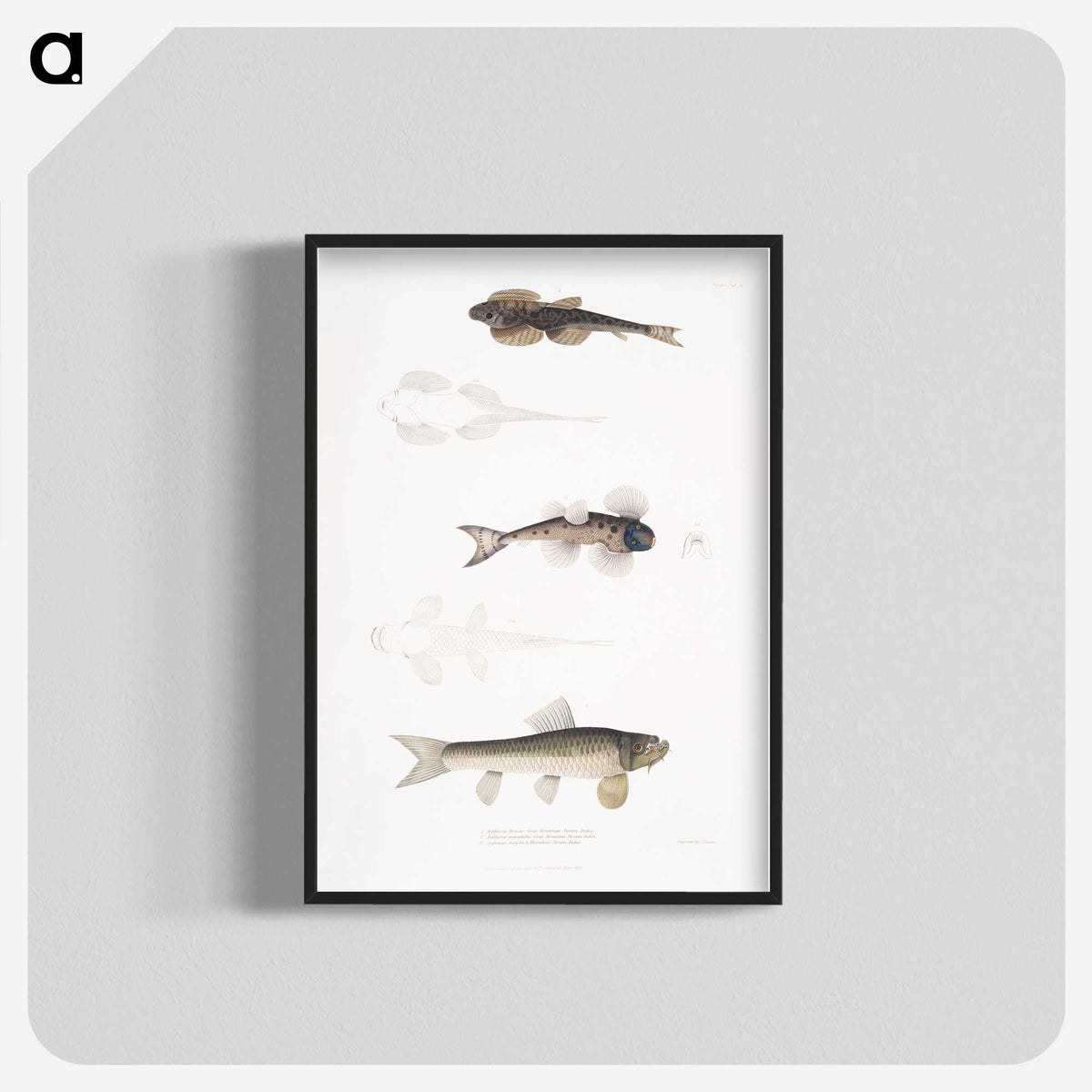 2-58_Indian-Zoology_blk-crop