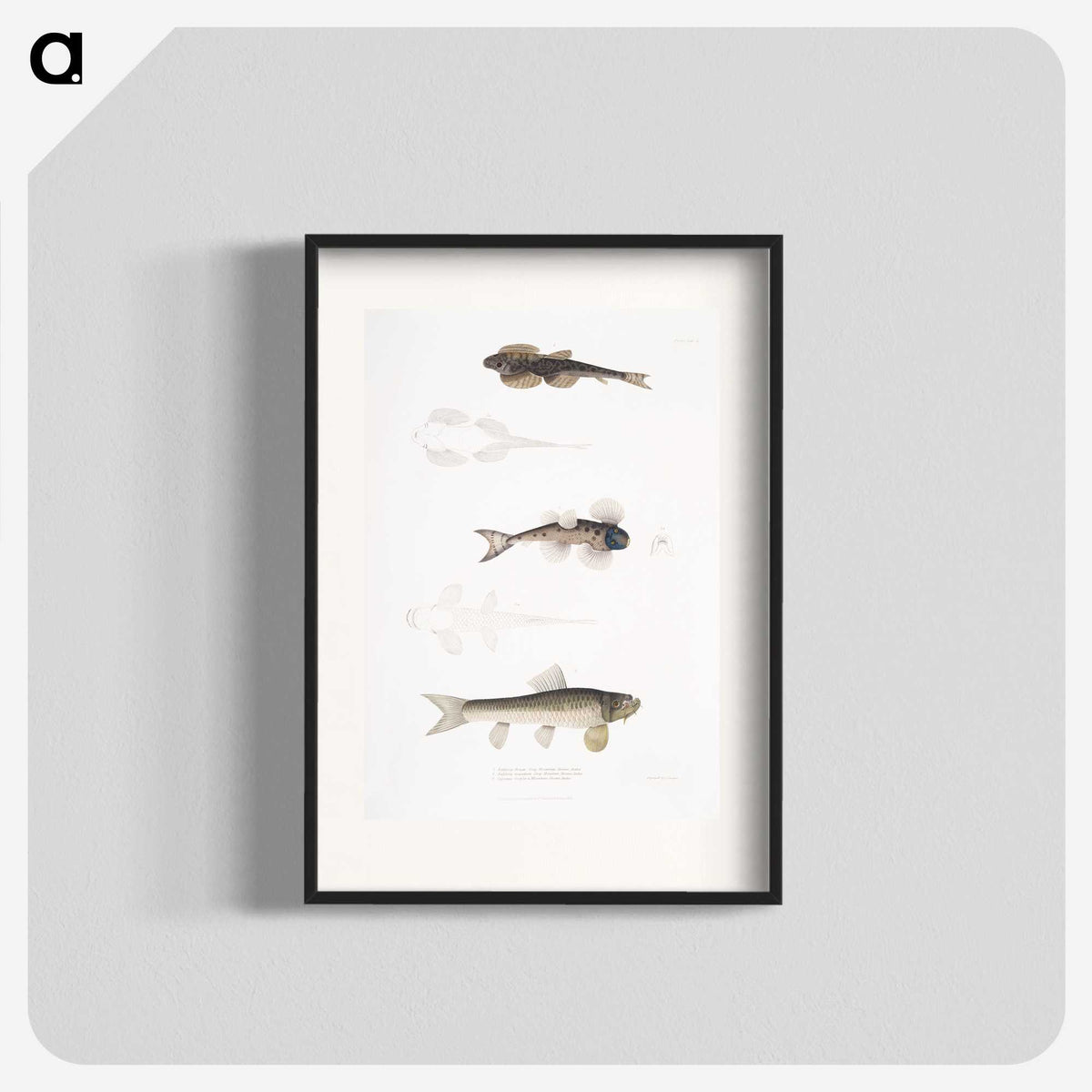 2-58_Indian-Zoology_blk