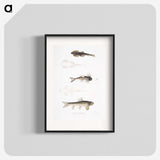 2-58_Indian-Zoology_blk