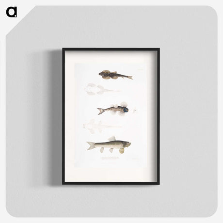 2-58_Indian-Zoology_blk