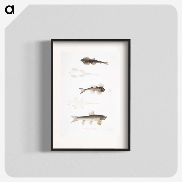 2-58_Indian-Zoology_blk