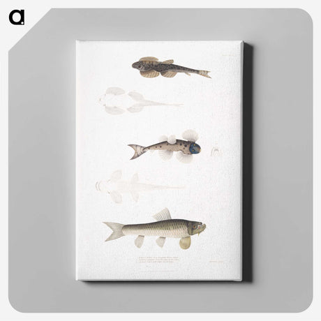 2-58_Indian-Zoology_canvas