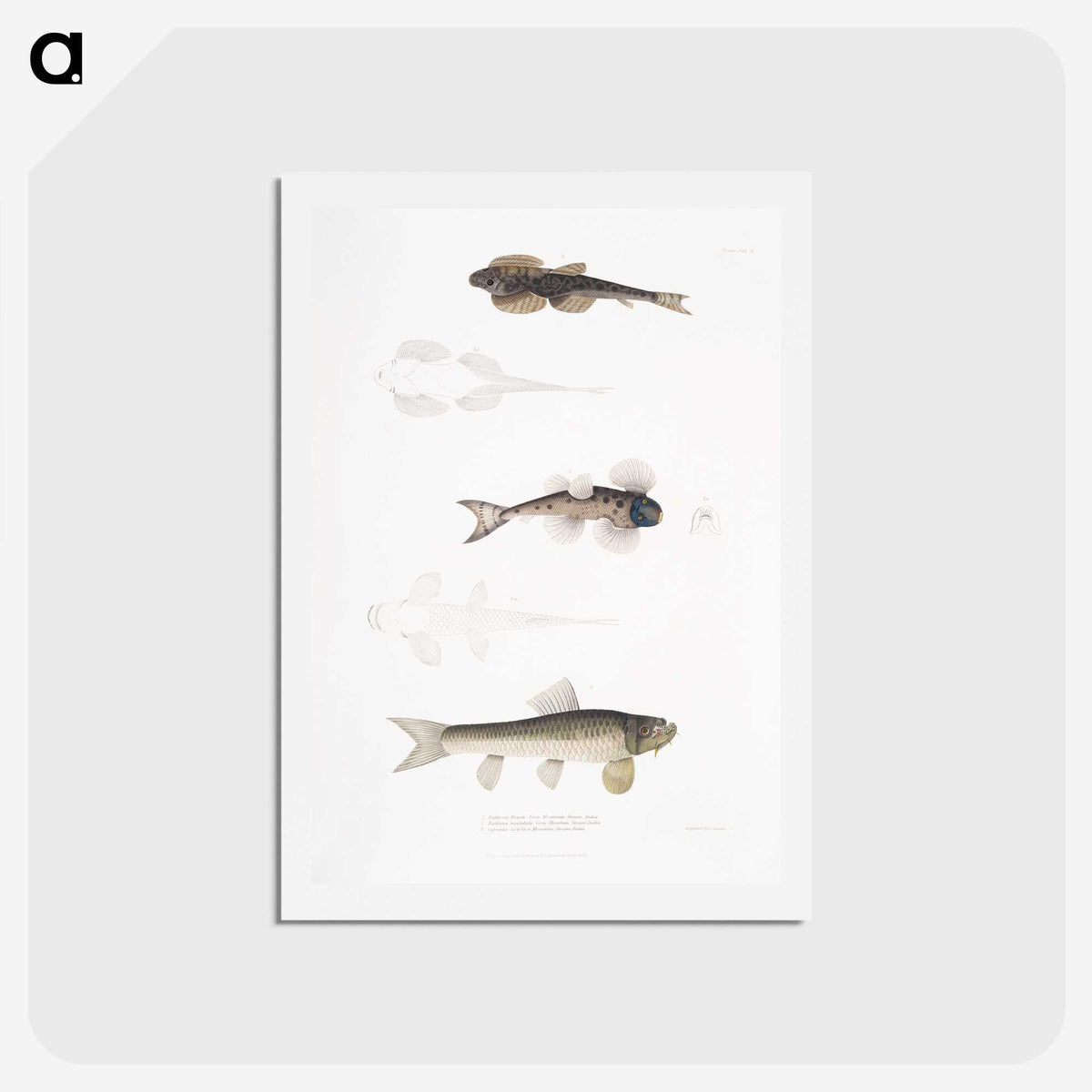 2-58_Indian-Zoology_hagaki