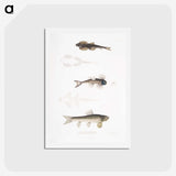 2-58_Indian-Zoology_hagaki