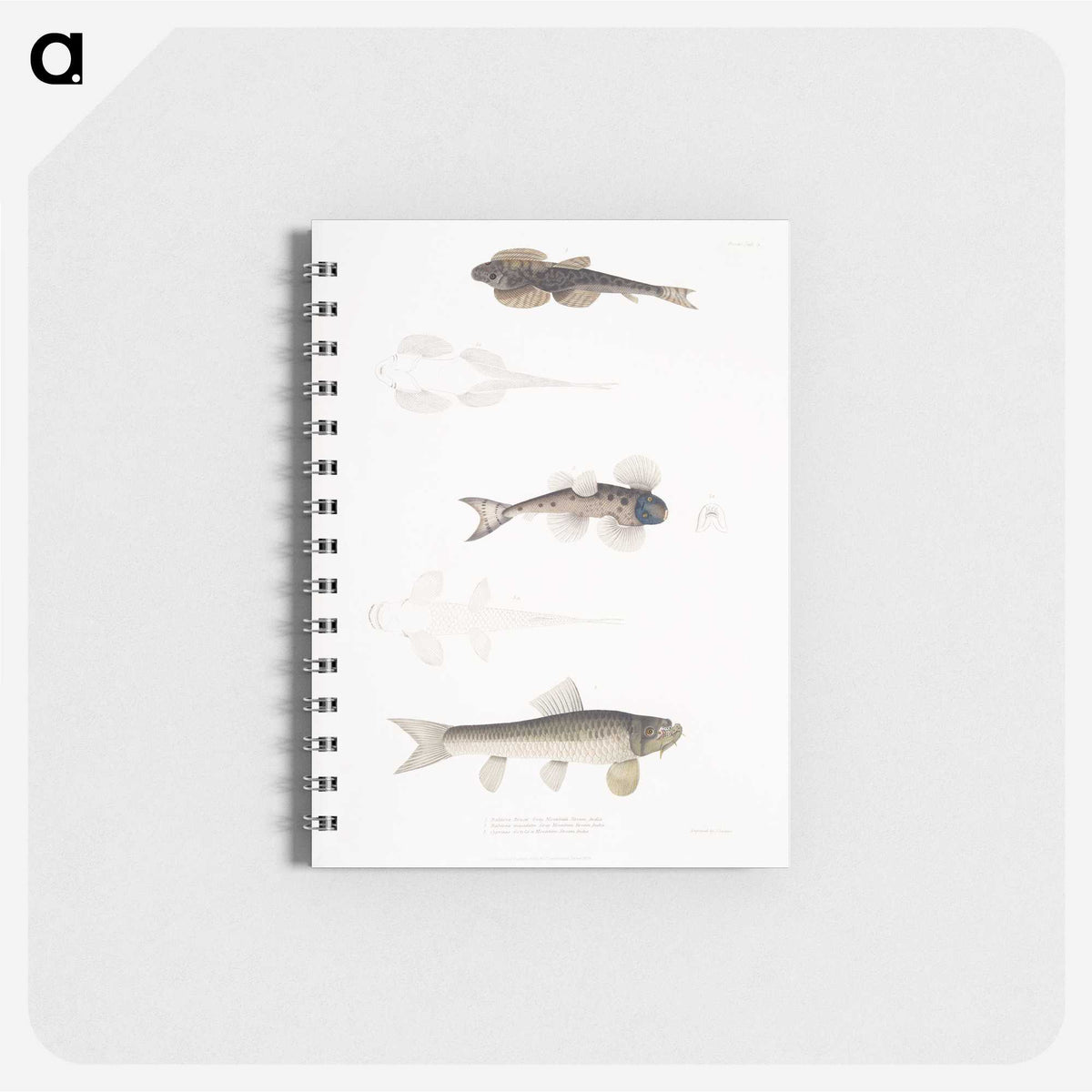 2-58_Indian-Zoology_memo