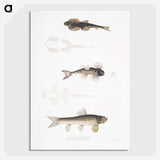 2-58_Indian-Zoology_picture-crop