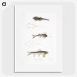2-58_Indian-Zoology_picture