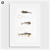 2-58_Indian-Zoology_picture