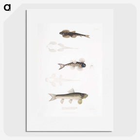 2-58_Indian-Zoology_picture