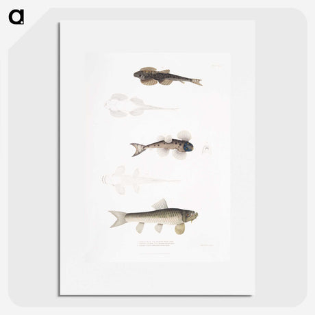2-58_Indian-Zoology_picture