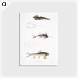 2-58_Indian-Zoology_postcard