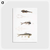 2-58_Indian-Zoology_postcard