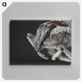 2-58_Insects-Unlocked-Project_canvas