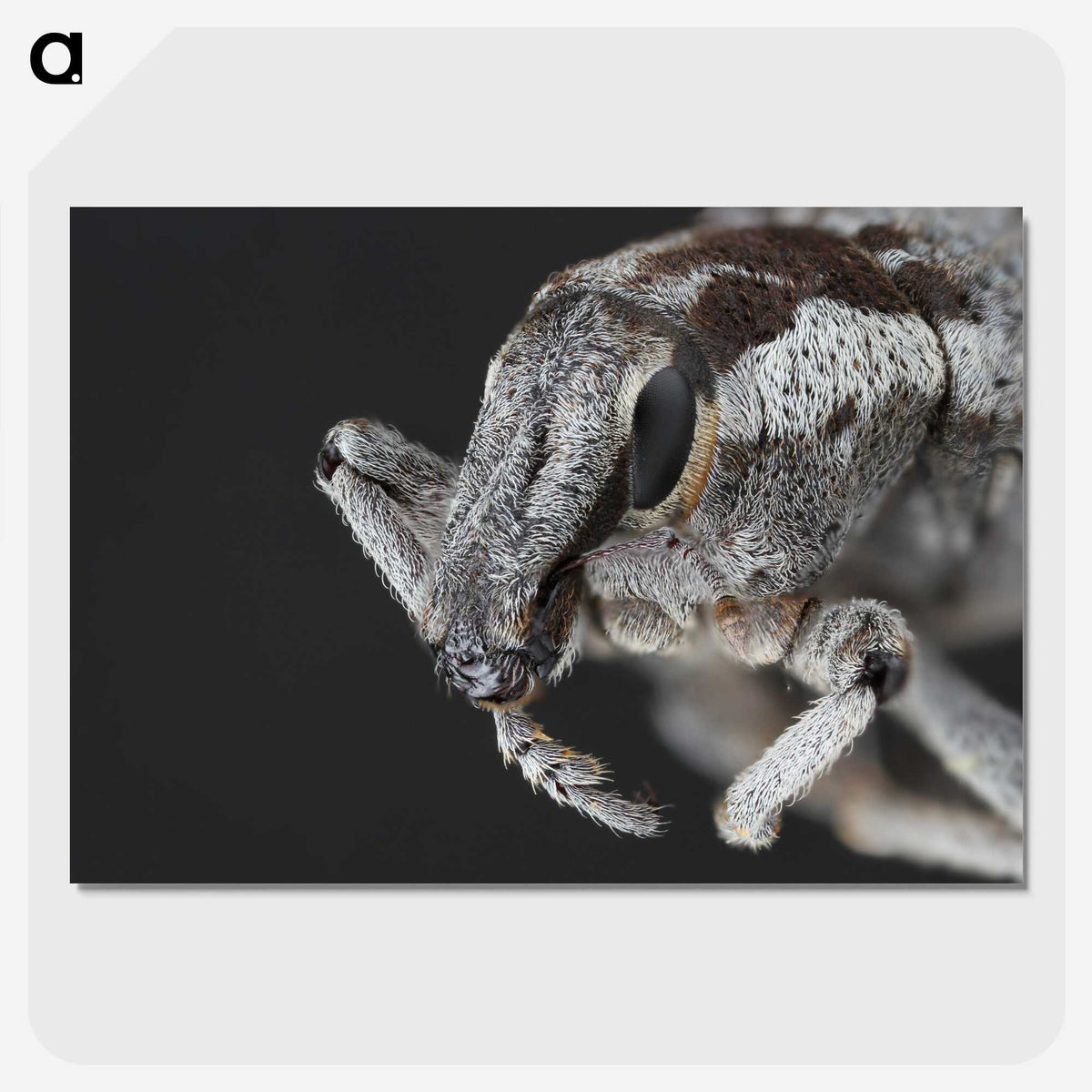 2-58_Insects-Unlocked-Project_picture-crop