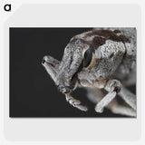 2-58_Insects-Unlocked-Project_picture-crop